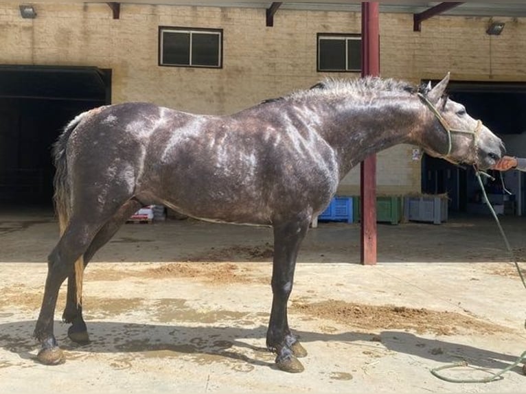 Andaluces Semental 3 años 150 cm Tordo in Huelva