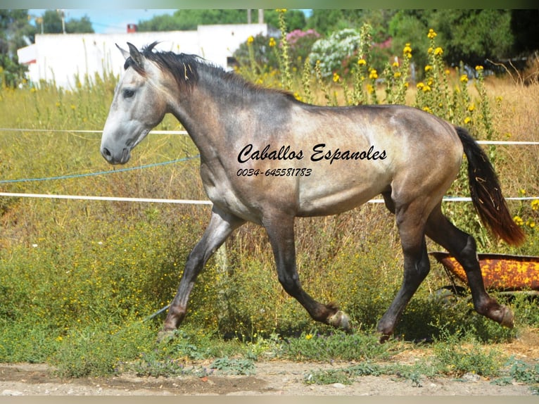 Andaluces Semental 3 años 153 cm Musgo marrón in Vejer de la Frontera