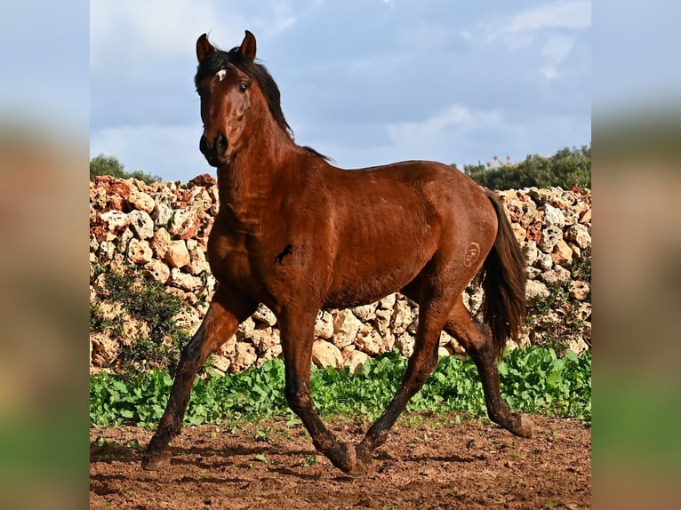 Andaluces Semental 3 años 154 cm Castaño in Menorca