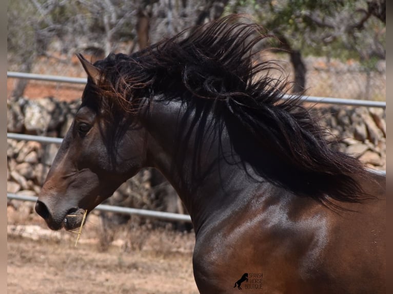 Andaluces Semental 3 años 154 cm Castaño in Mallorca