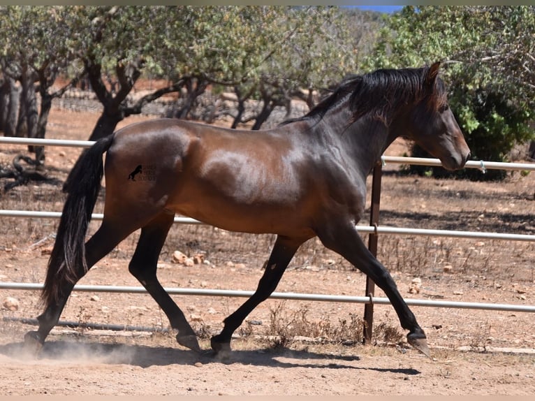 Andaluces Semental 3 años 154 cm Castaño in Mallorca