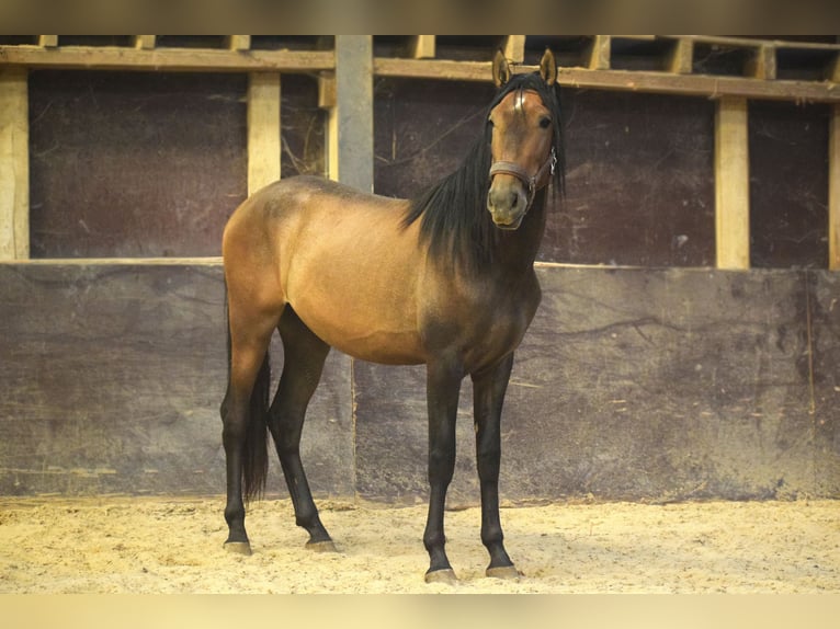 Andaluces Semental 3 años 155 cm Musgo marrón in Assesse