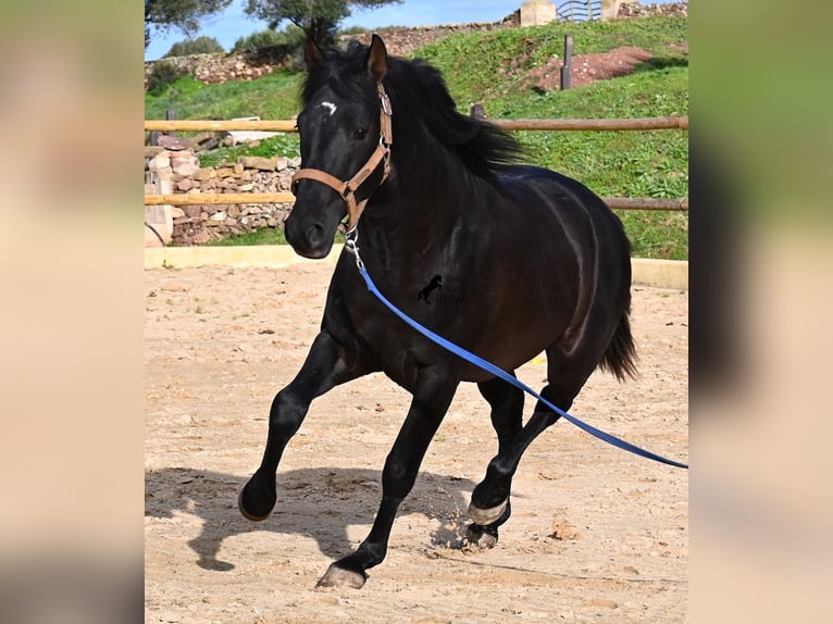 Andaluces Semental 3 años 155 cm Negro in Menorca