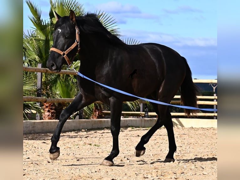 Andaluces Semental 3 años 155 cm Negro in Menorca