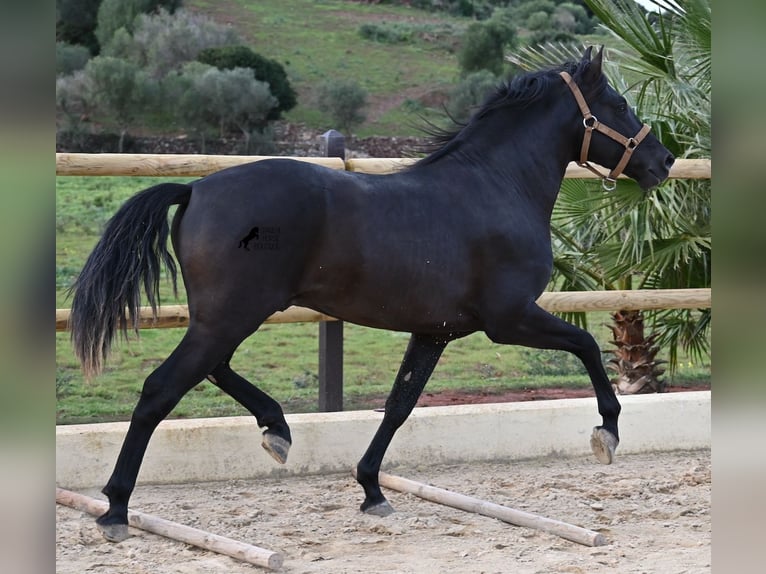 Andaluces Semental 3 años 155 cm Negro in Menorca