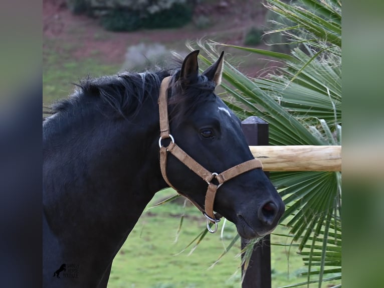 Andaluces Semental 3 años 155 cm Negro in Menorca