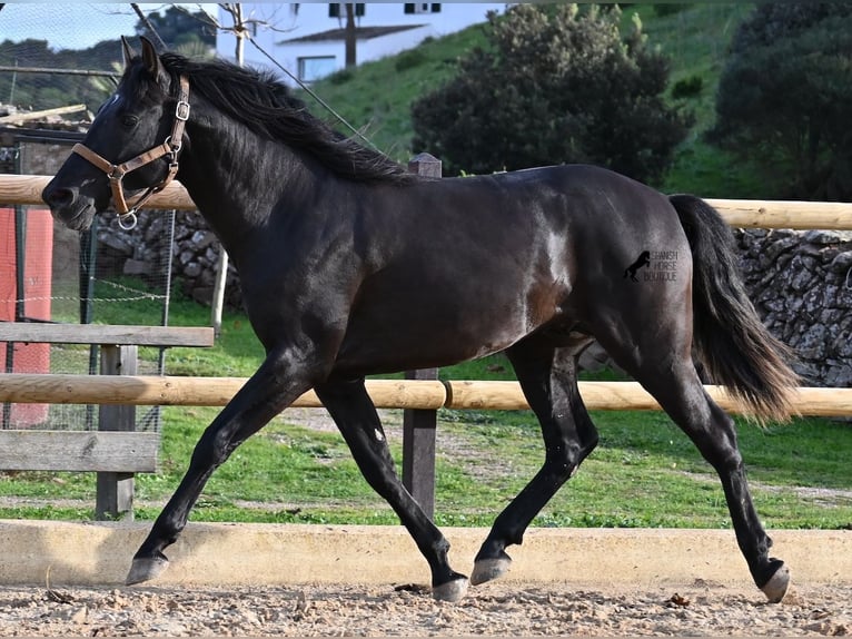 Andaluces Semental 3 años 155 cm Negro in Menorca