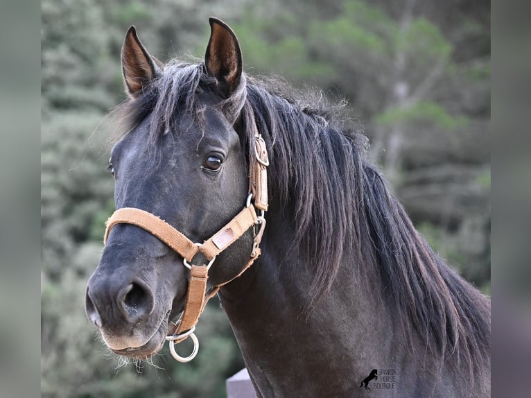 Andaluces Semental 3 años 155 cm Negro in Menorca