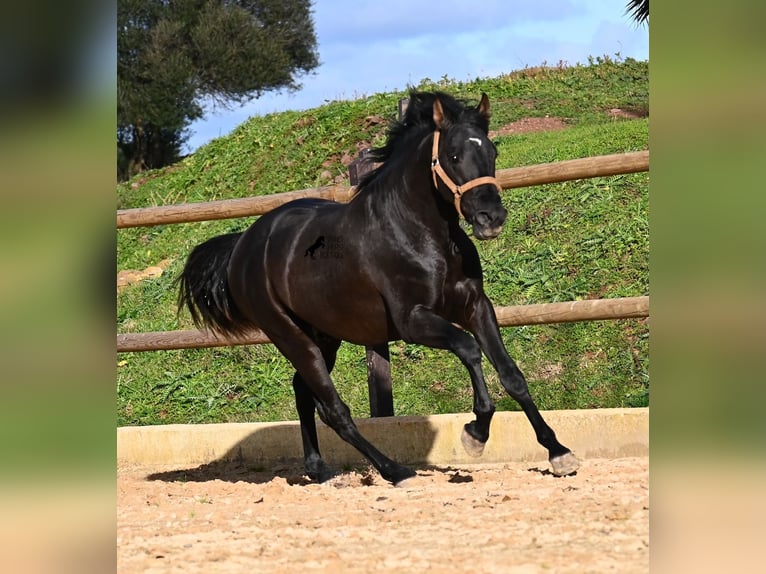 Andaluces Semental 3 años 155 cm Negro in Menorca