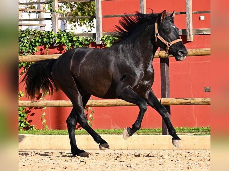 Andaluces Semental 3 años 155 cm Negro in Menorca