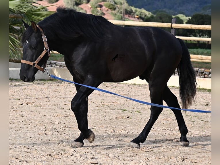 Andaluces Semental 3 años 155 cm Negro in Menorca