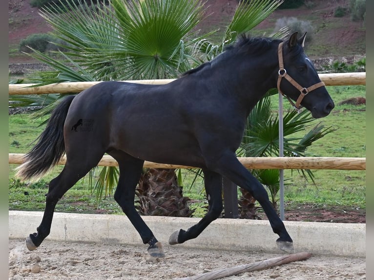 Andaluces Semental 3 años 155 cm Negro in Menorca