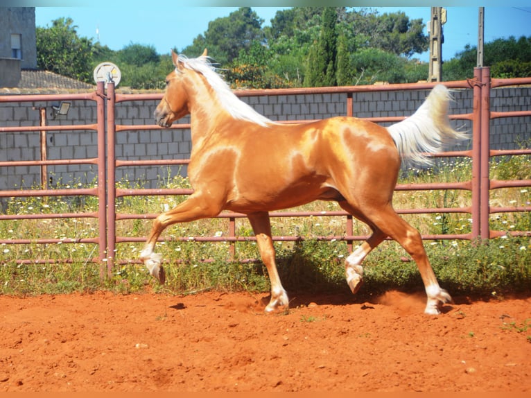 Andaluces Semental 3 años 155 cm Palomino in Chiclana