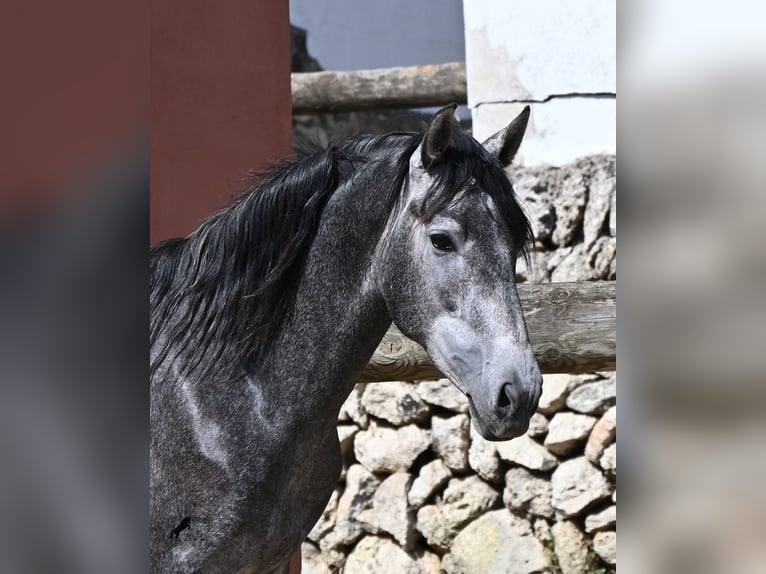 Andaluces Semental 3 años 155 cm Tordo in Menorca