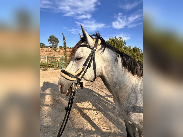 Andaluces Semental 3 años 155 cm Tordo rodado in Almonte