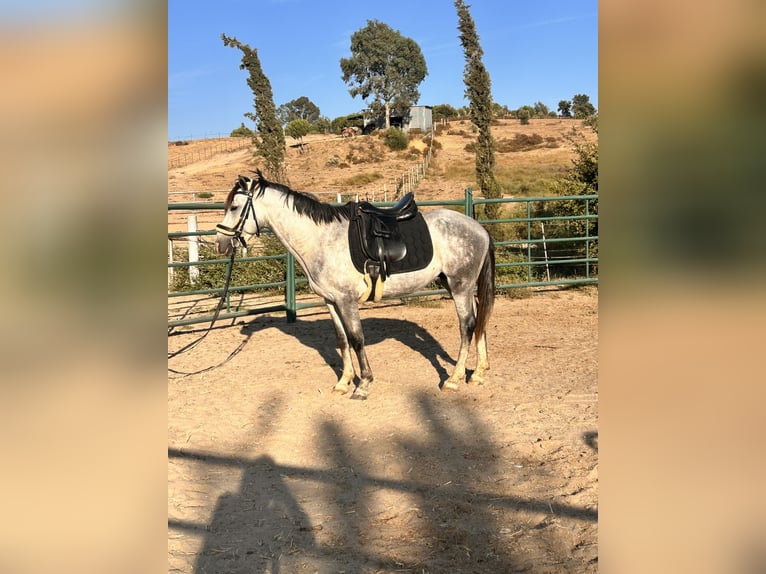 Andaluces Semental 3 años 155 cm Tordo rodado in Almonte