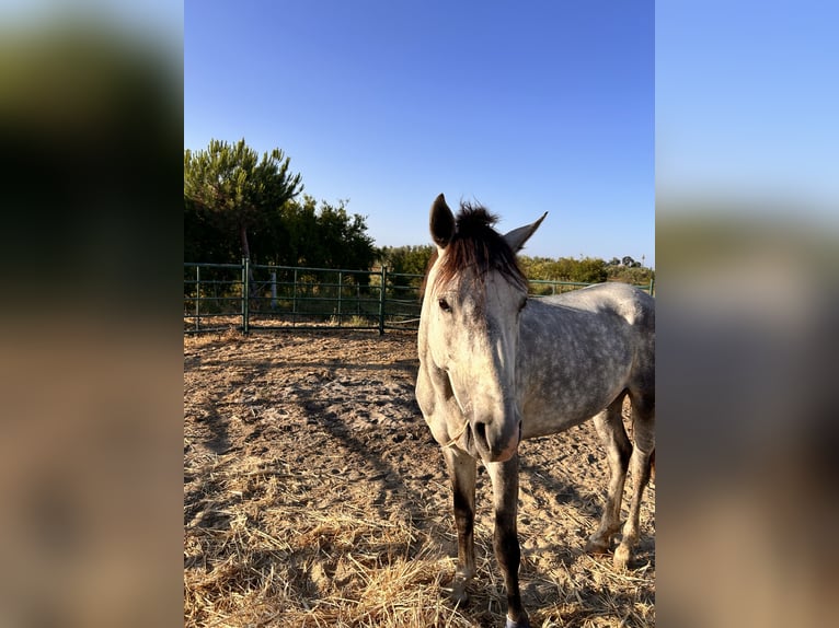 Andaluces Semental 3 años 155 cm Tordo rodado in Almonte