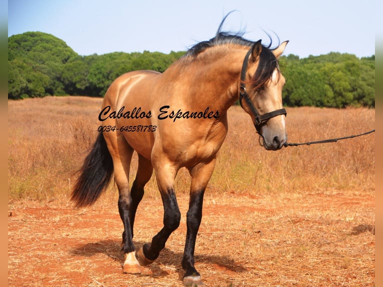 Andaluces Semental 3 años 156 cm Buckskin/Bayo in Vejer de la Frontera