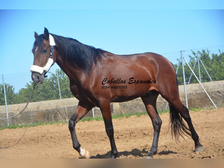 Andaluces Semental 3 años 156 cm Castaño in Vejer de la Frontera