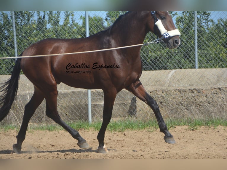 Andaluces Semental 3 años 156 cm Castaño in Vejer de la Frontera