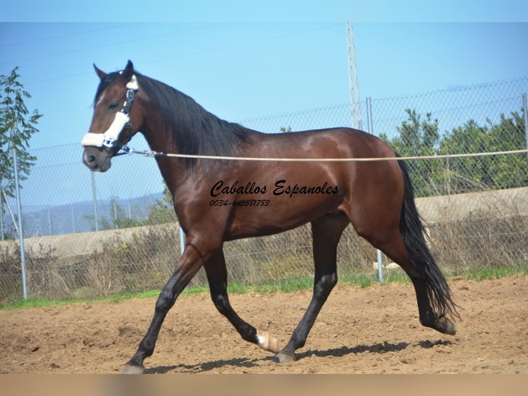 Andaluces Semental 3 años 156 cm Castaño in Vejer de la Frontera