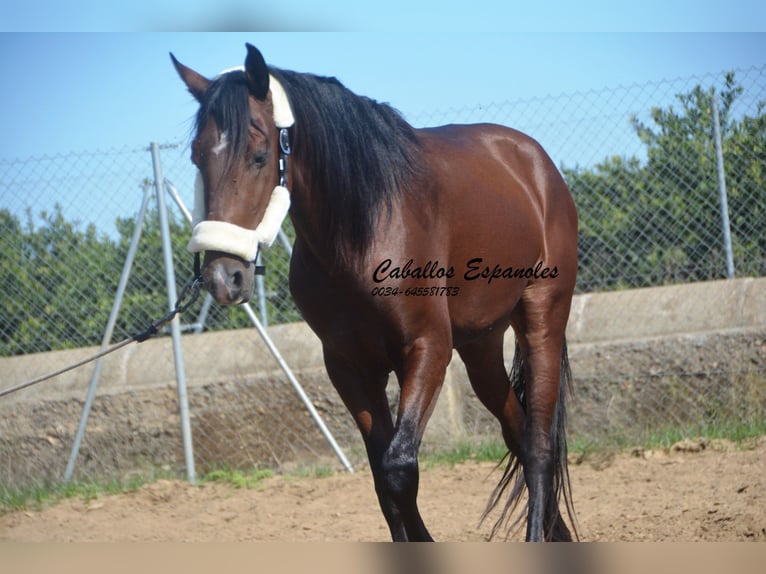 Andaluces Semental 3 años 156 cm Castaño in Vejer de la Frontera