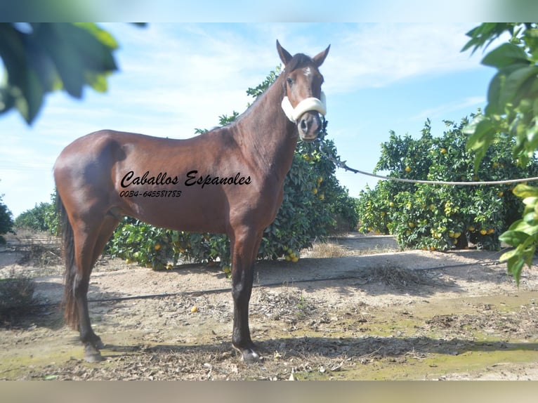 Andaluces Semental 3 años 156 cm Castaño in Vejer de la Frontera