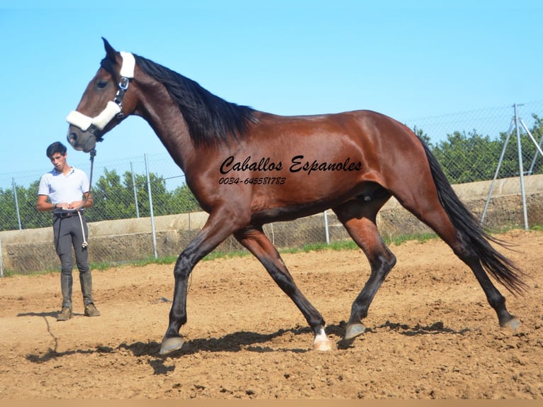 Andaluces Semental 3 años 156 cm Castaño in Vejer de la Frontera