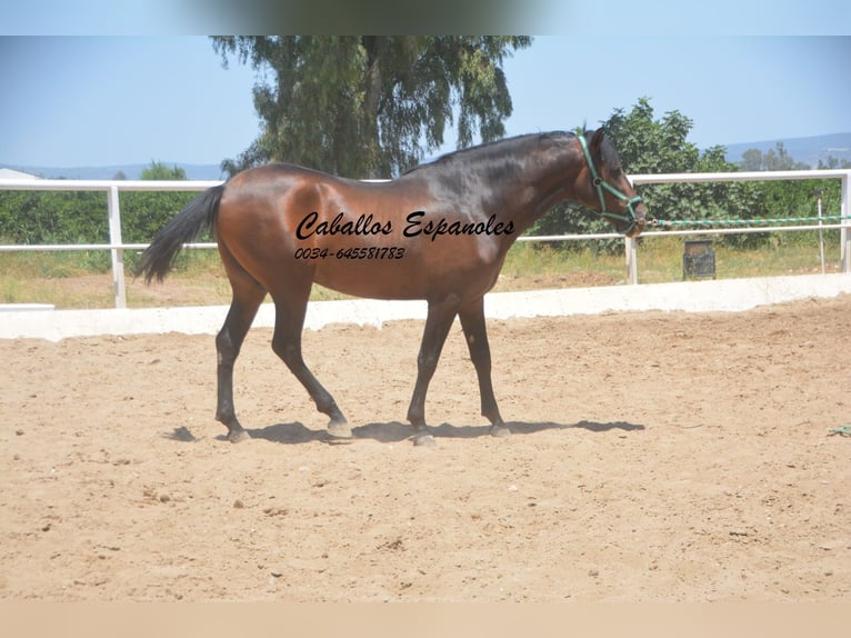 Andaluces Semental 3 años 156 cm Morcillo in Vejer de la Frontera