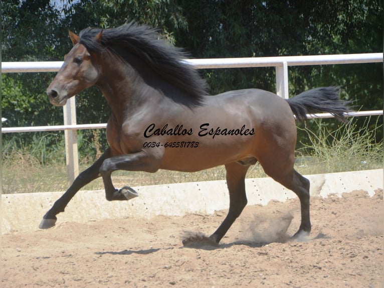 Andaluces Semental 3 años 156 cm Morcillo in Vejer de la Frontera