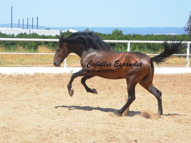 Andaluces Semental 3 años 156 cm Morcillo in Vejer de la Frontera