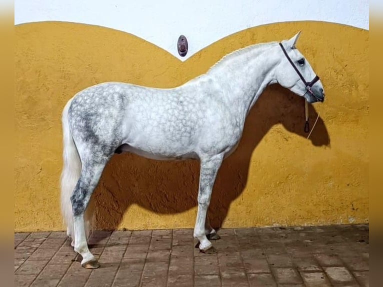 Andaluces Semental 3 años 156 cm Tordo rodado in Martfeld