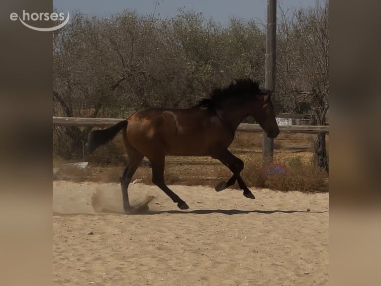 Andaluces Semental 3 años 157 cm Castaño oscuro in Vejer de la Frontera