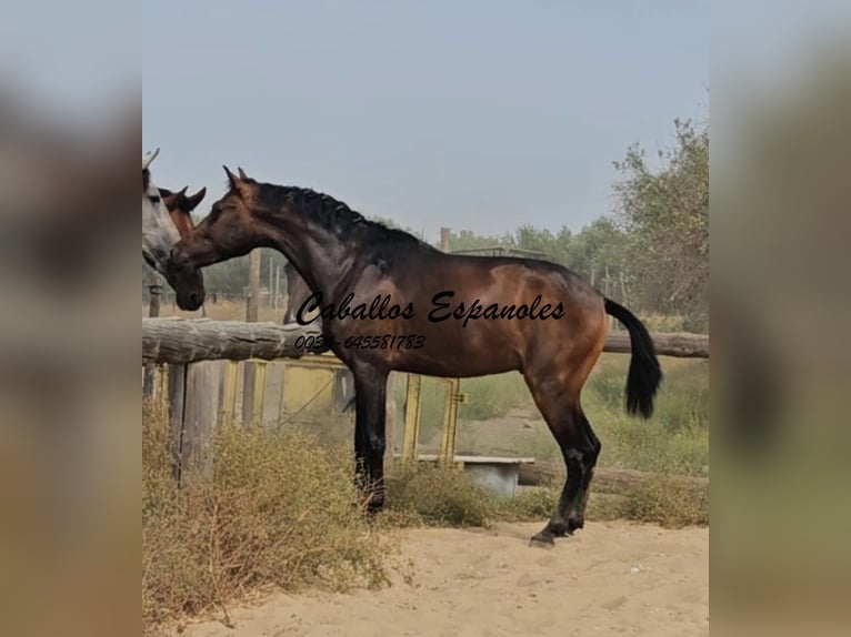 Andaluces Semental 3 años 157 cm Castaño oscuro in Vejer de la Frontera