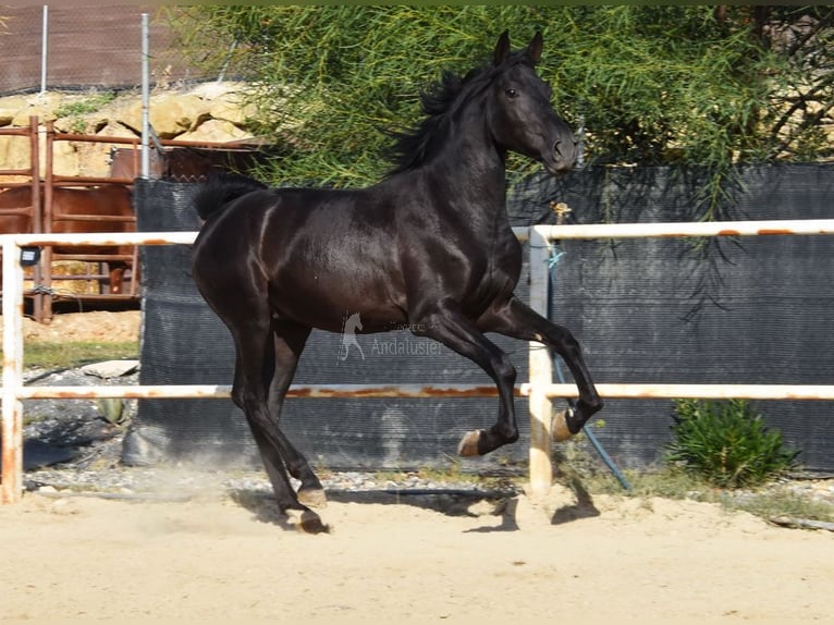 Andaluces Semental 3 años 157 cm Negro in Provinz Malaga