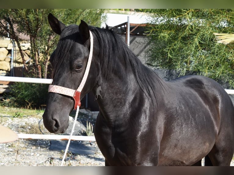 Andaluces Semental 3 años 157 cm Negro in Provinz Malaga