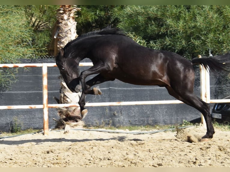 Andaluces Semental 3 años 157 cm Negro in Provinz Malaga