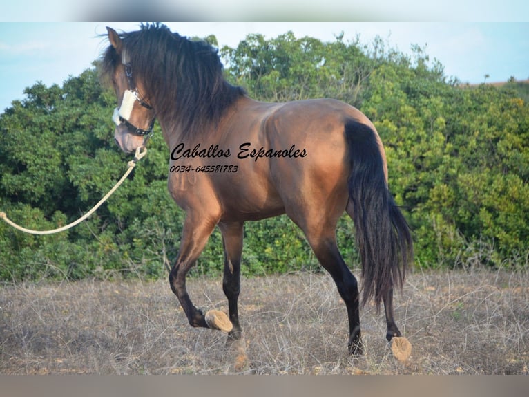 Andaluces Semental 3 años 157 cm Perla in Vejer de la Frontera