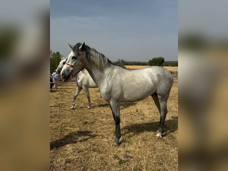 Andaluces Semental 3 años 157 cm Tordo in Badajoz