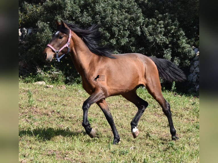 Andaluces Semental 3 años 158 cm Castaño in Menorca