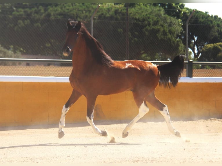 Andaluces Semental 3 años 158 cm Castaño rojizo in Hamburg