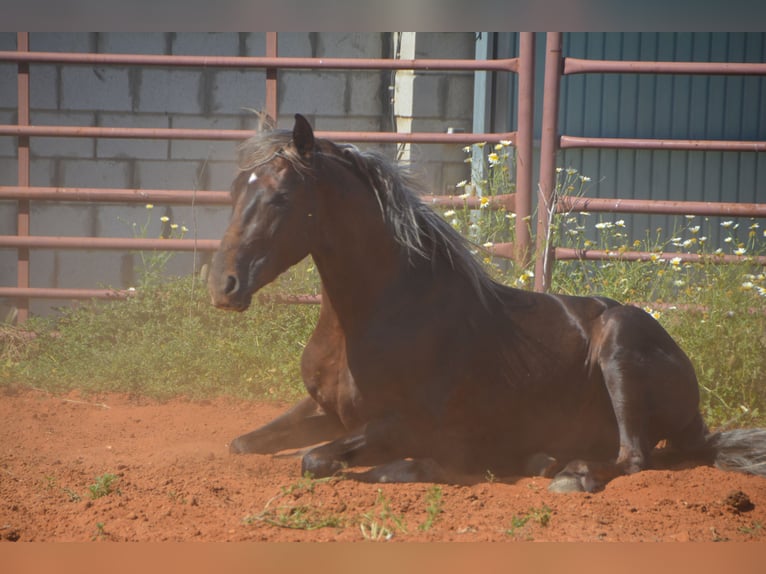 Andaluces Semental 3 años 158 cm Palomino in Chiclana
