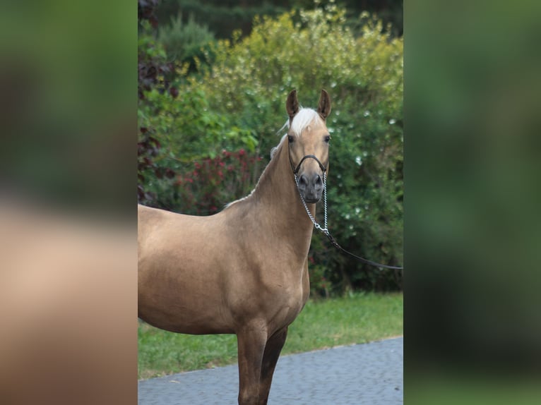 Andaluces Mestizo Semental 3 años 158 cm Palomino in Santok