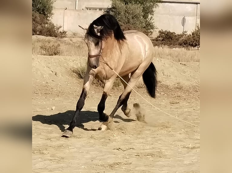 Andaluces Semental 3 años 159 cm Buckskin/Bayo in Tabernas