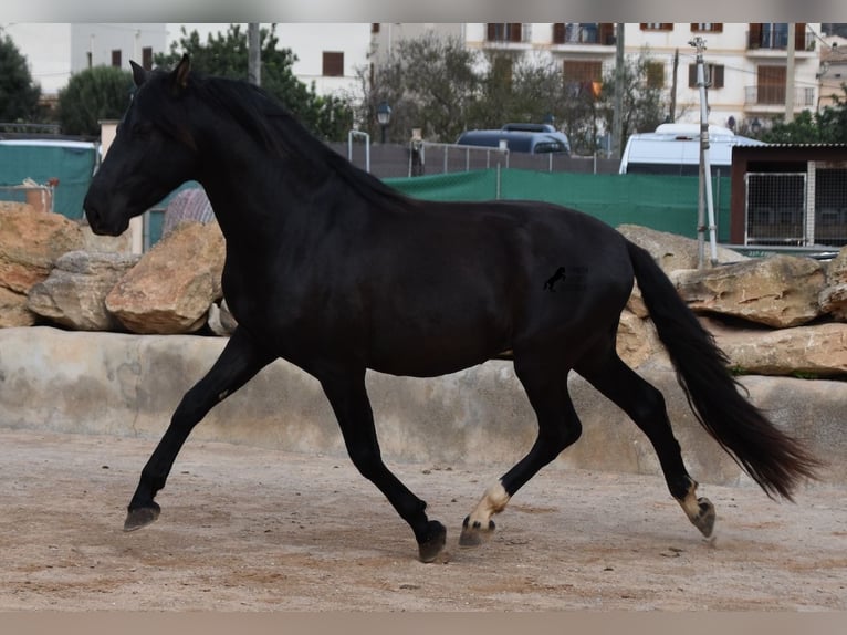 Andaluces Semental 3 años 159 cm Negro in Mallorca