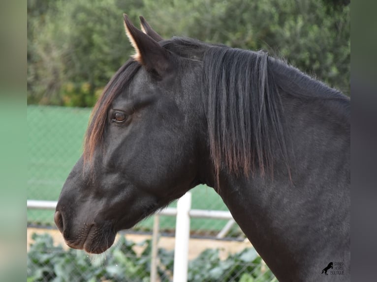 Andaluces Semental 3 años 159 cm Negro in Mallorca