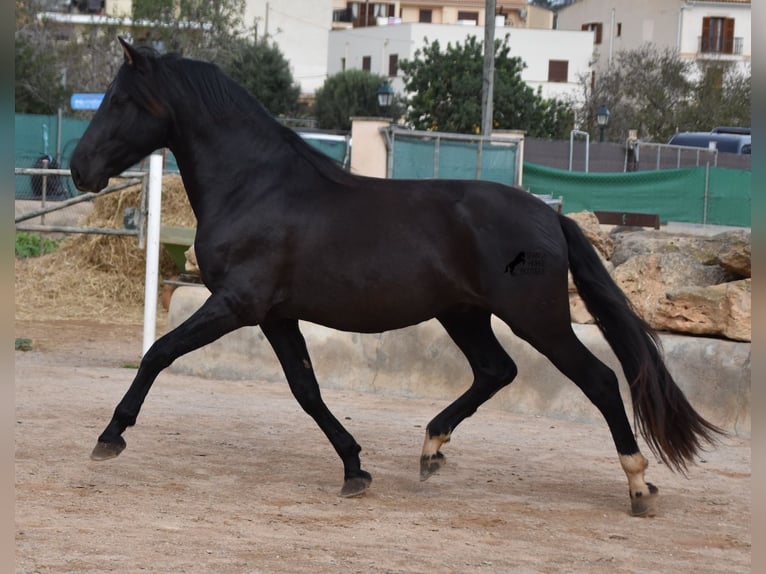 Andaluces Semental 3 años 159 cm Negro in Mallorca