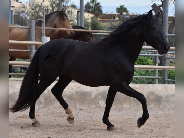 Andaluces Semental 3 años 159 cm Negro in Mallorca