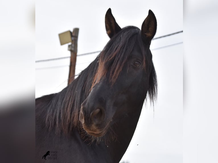 Andaluces Semental 3 años 159 cm Negro in Mallorca