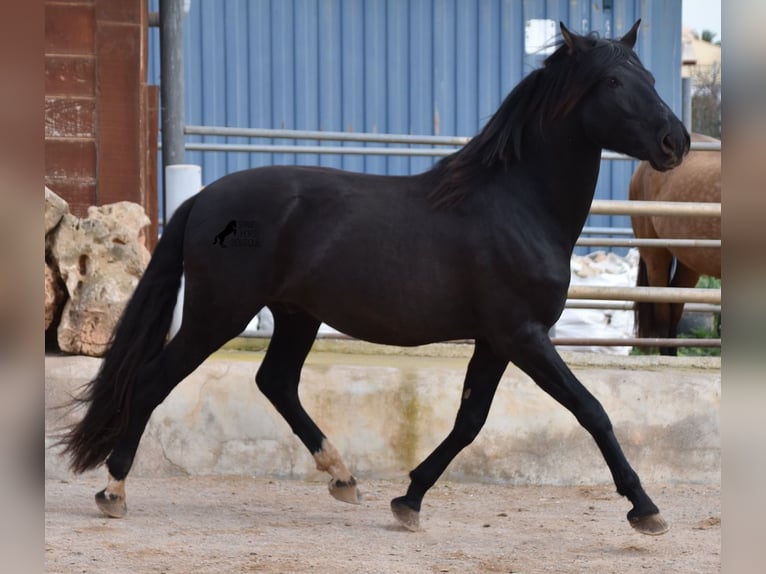 Andaluces Semental 3 años 159 cm Negro in Mallorca